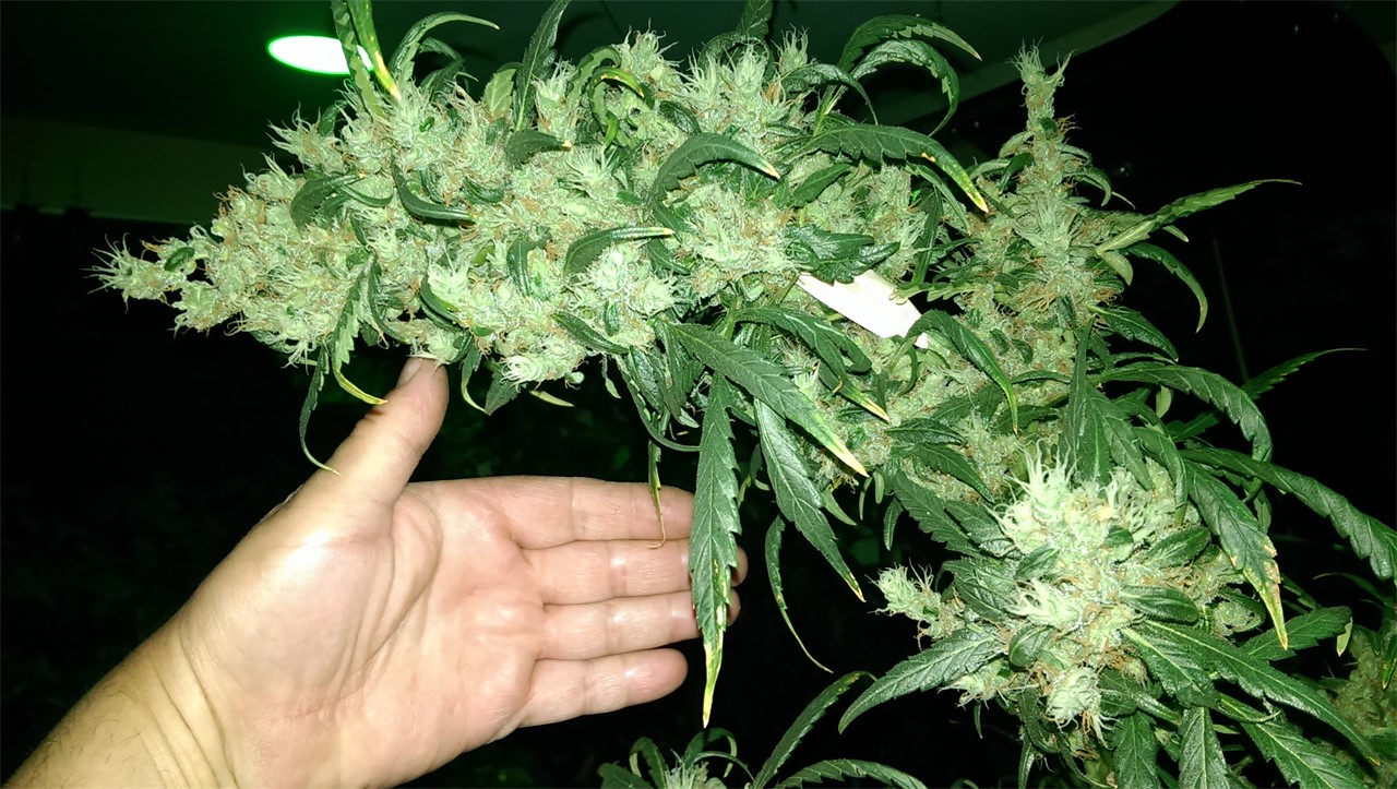 Foto de la variedad Thai