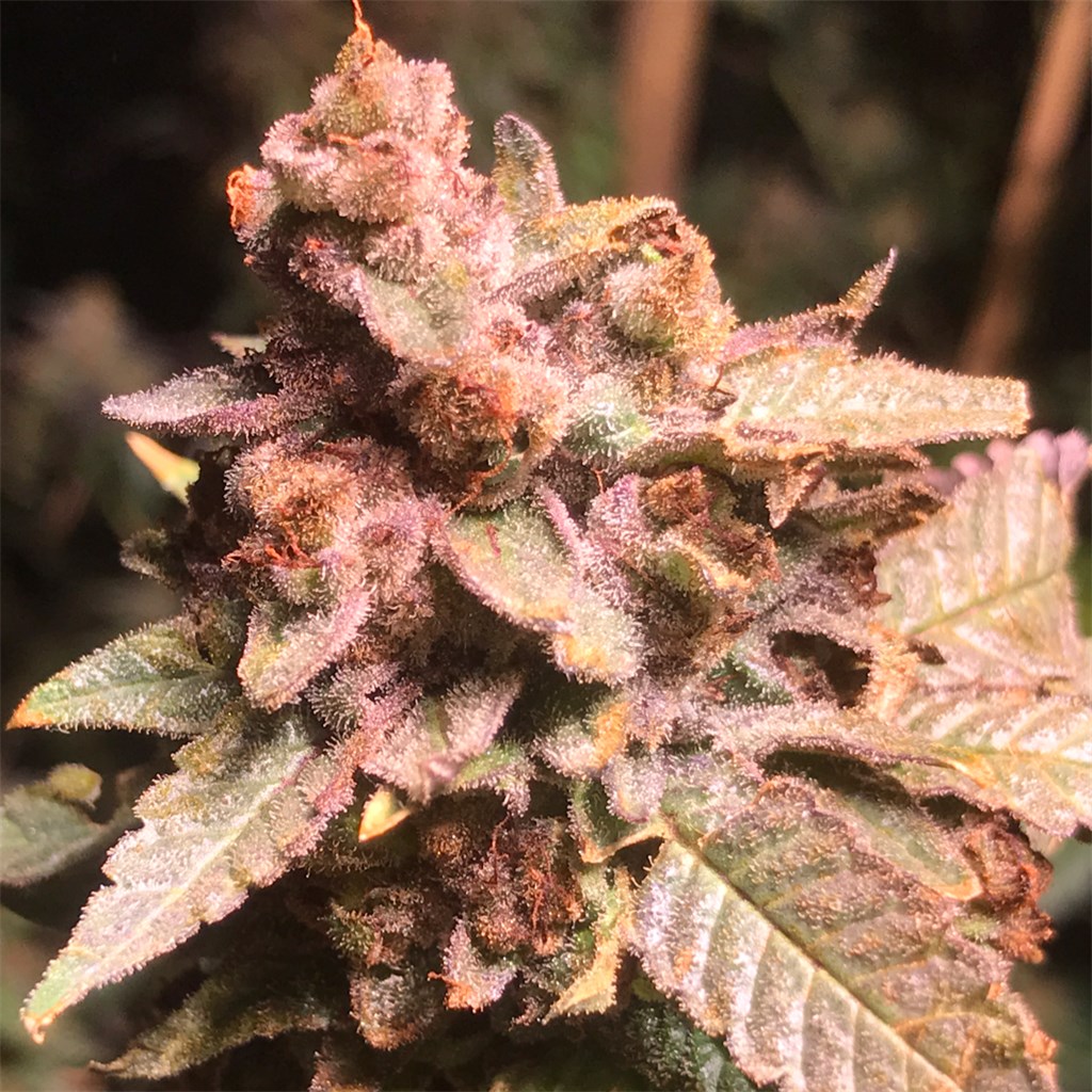 Foto de la variedad The Big Dirty