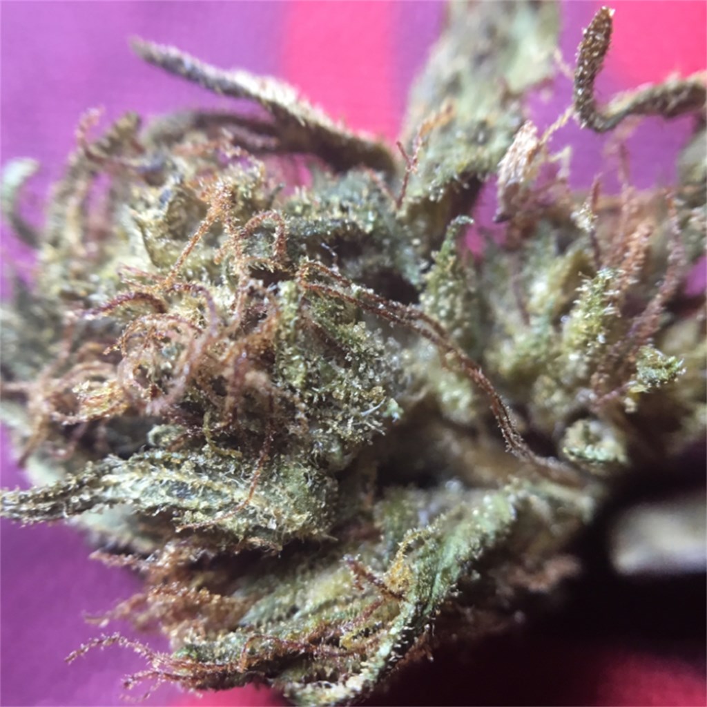Foto de la variedad The Blood