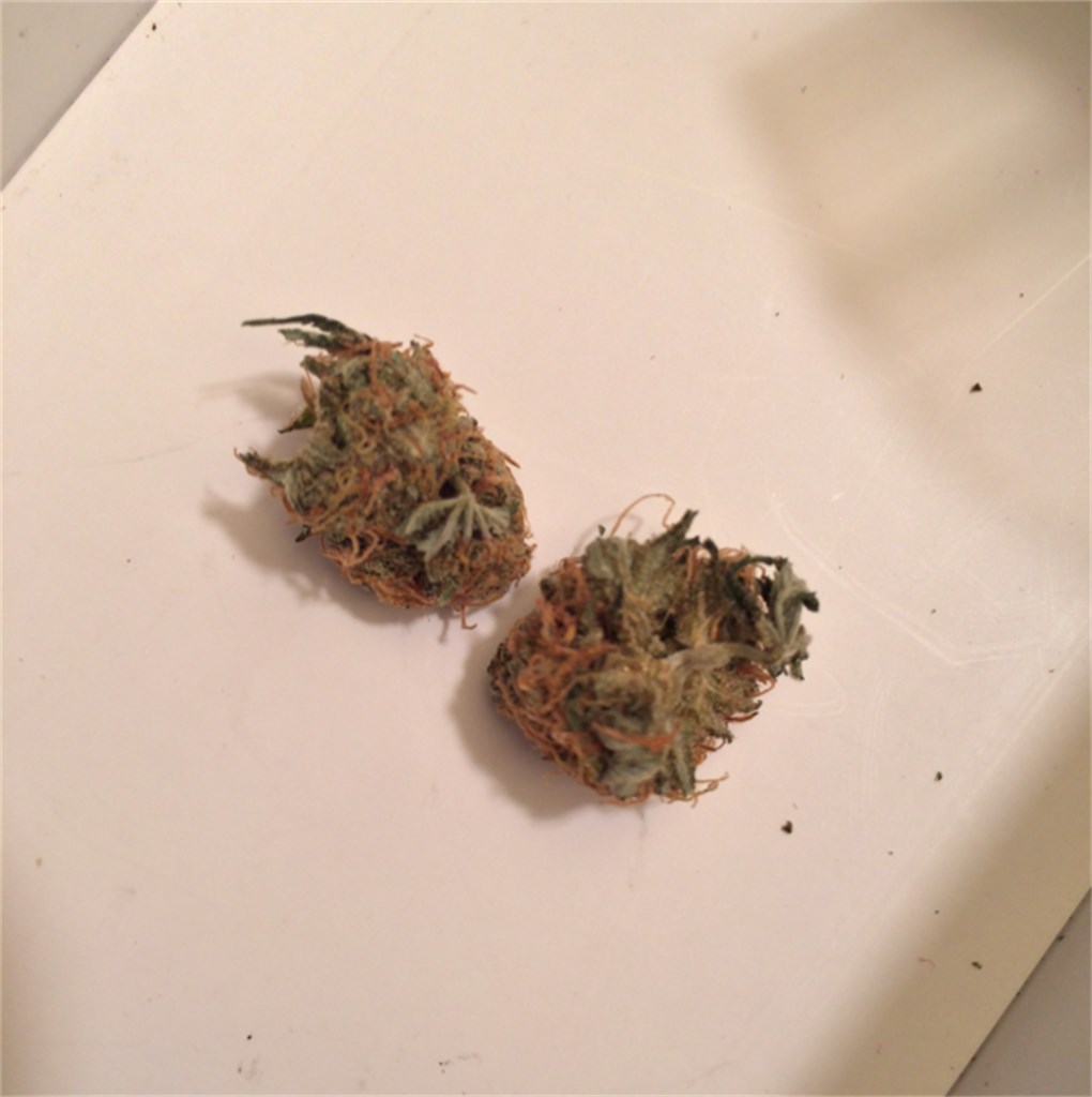 Foto de la variedad The Sauce