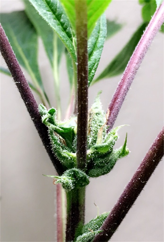 Foto de la variedad Throwback Kush