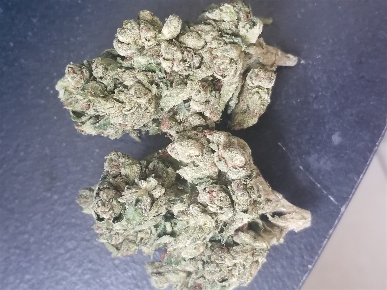 Foto de la variedad Transformer