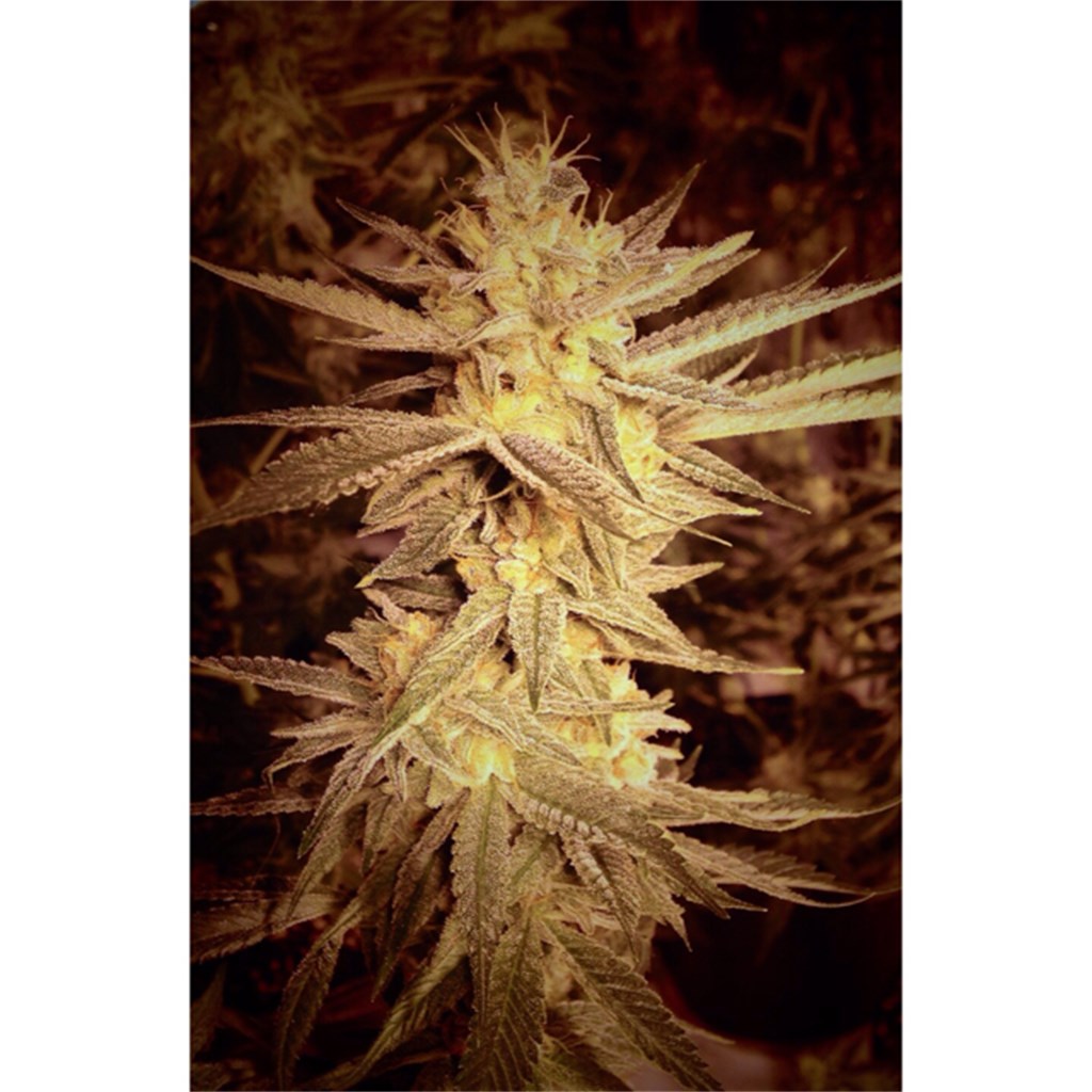 Triple Cheese