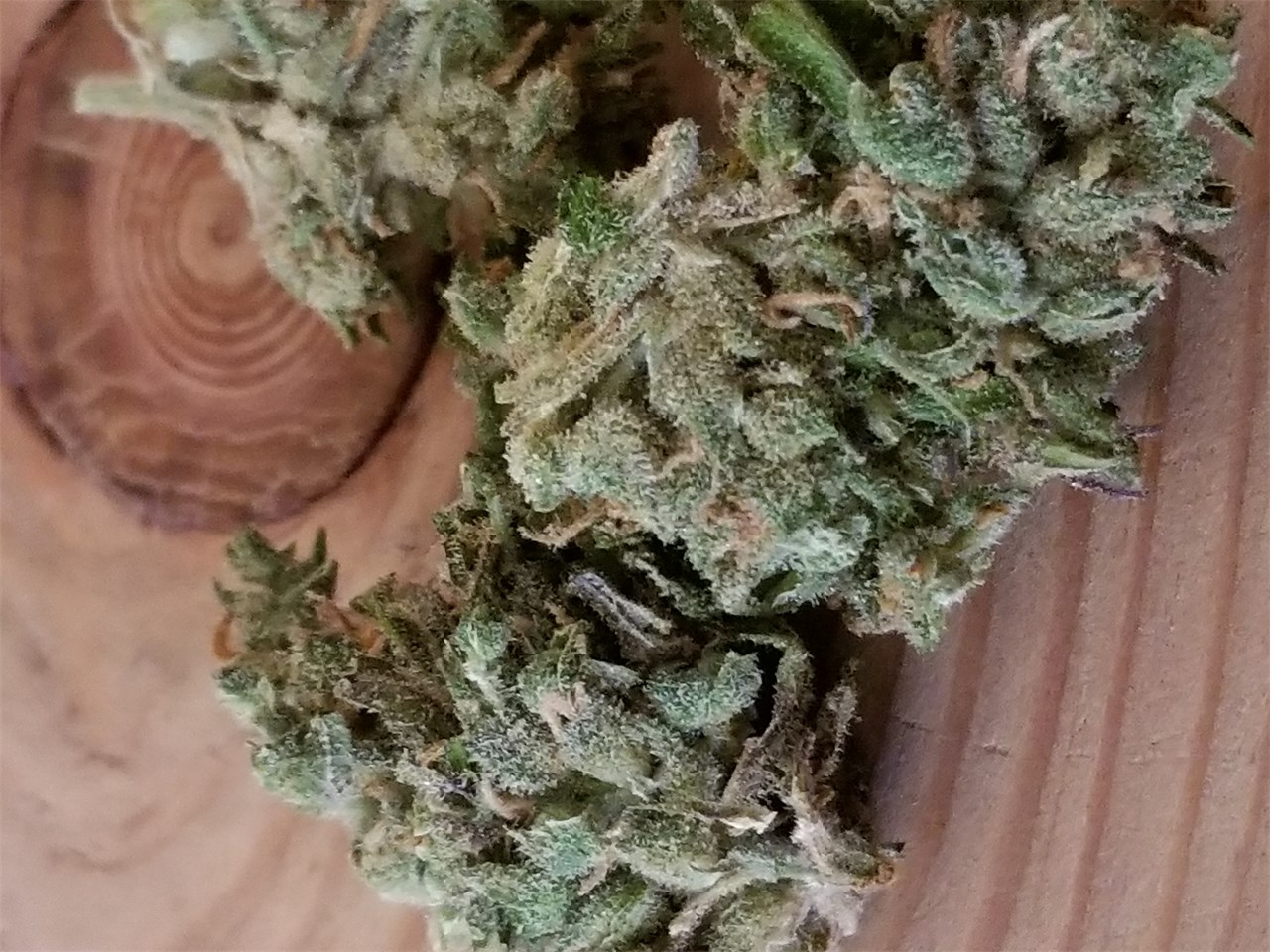 Foto de la variedad Tropic Thunder