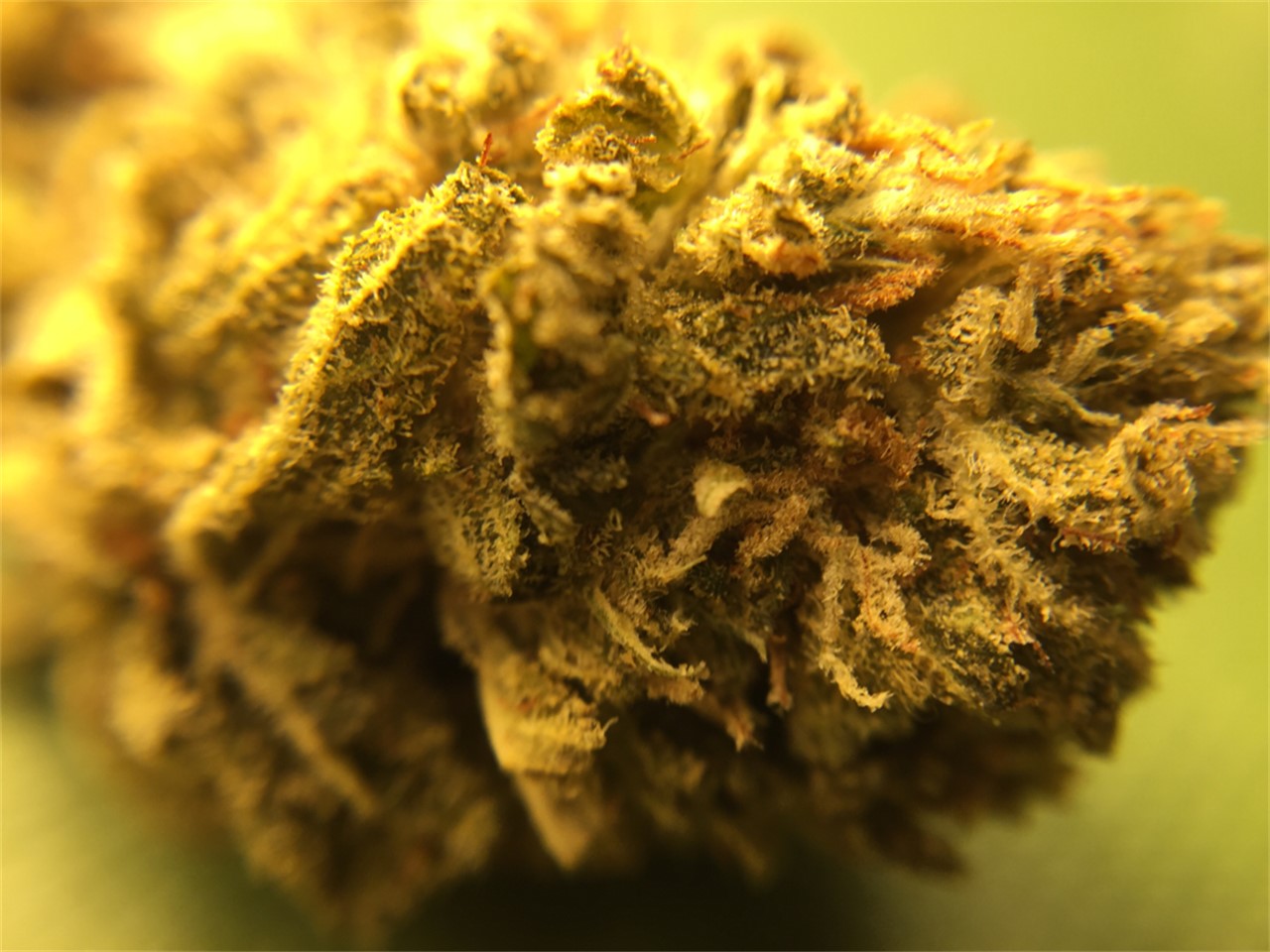 Twisted Citrus