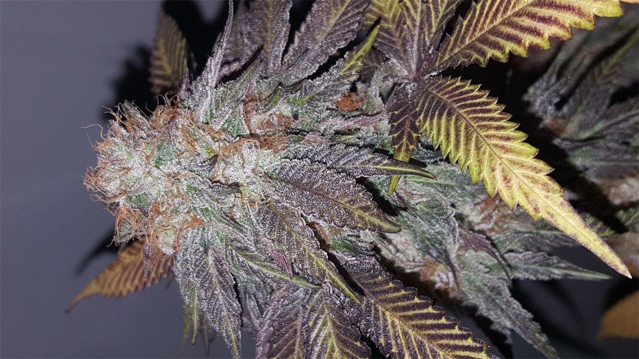 Foto de la variedad UW