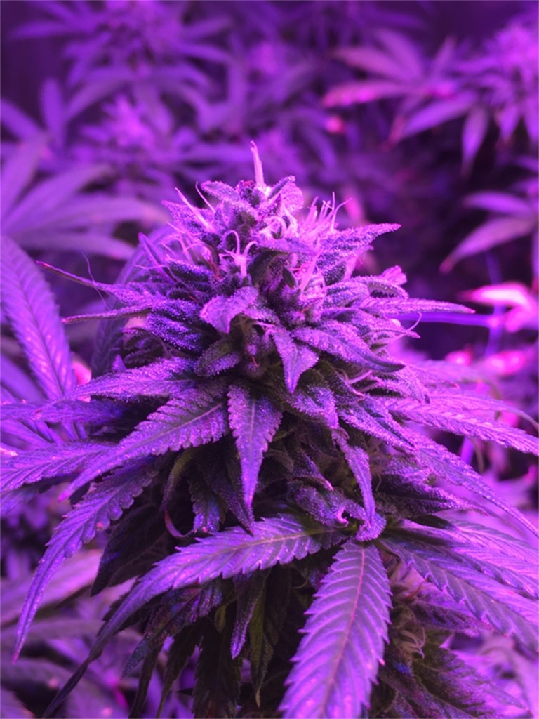 Foto de la variedad VCDC