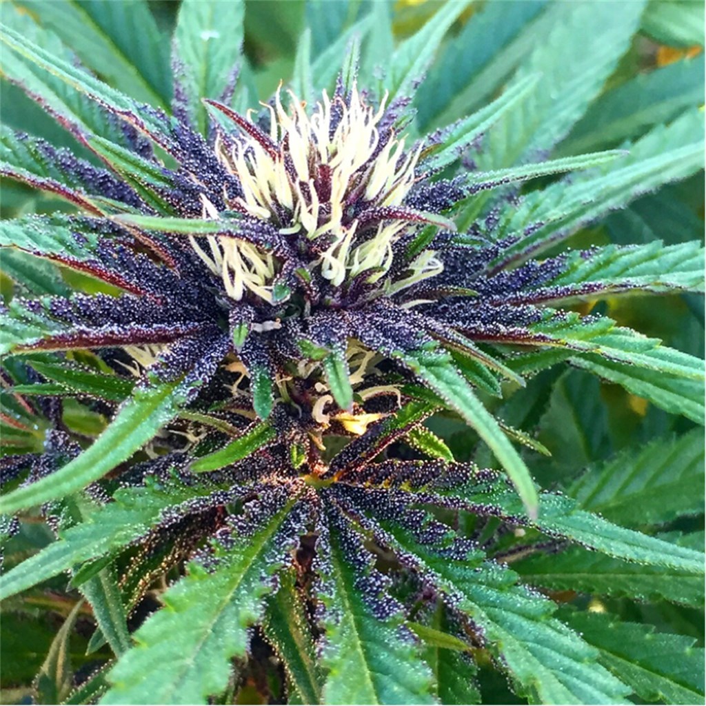 Foto de la variedad Violeta