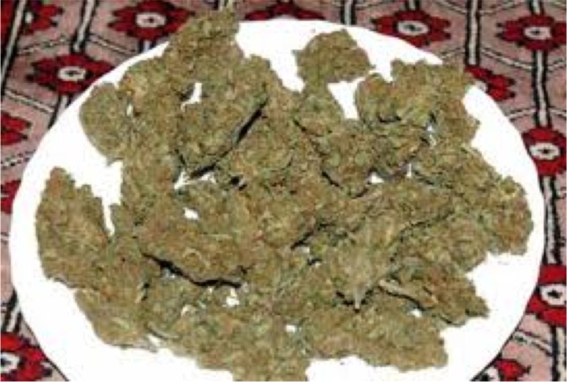 Walrus Kush