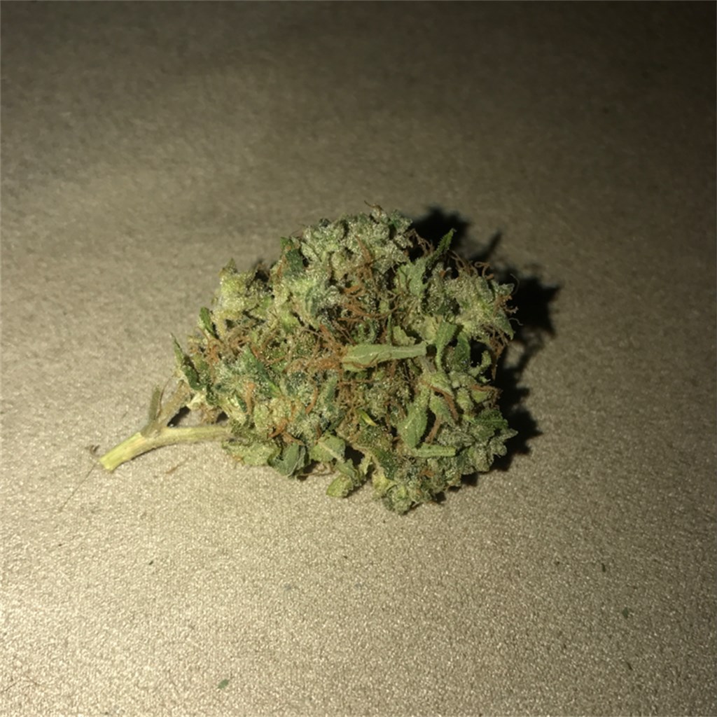 Foto de la variedad Warlock