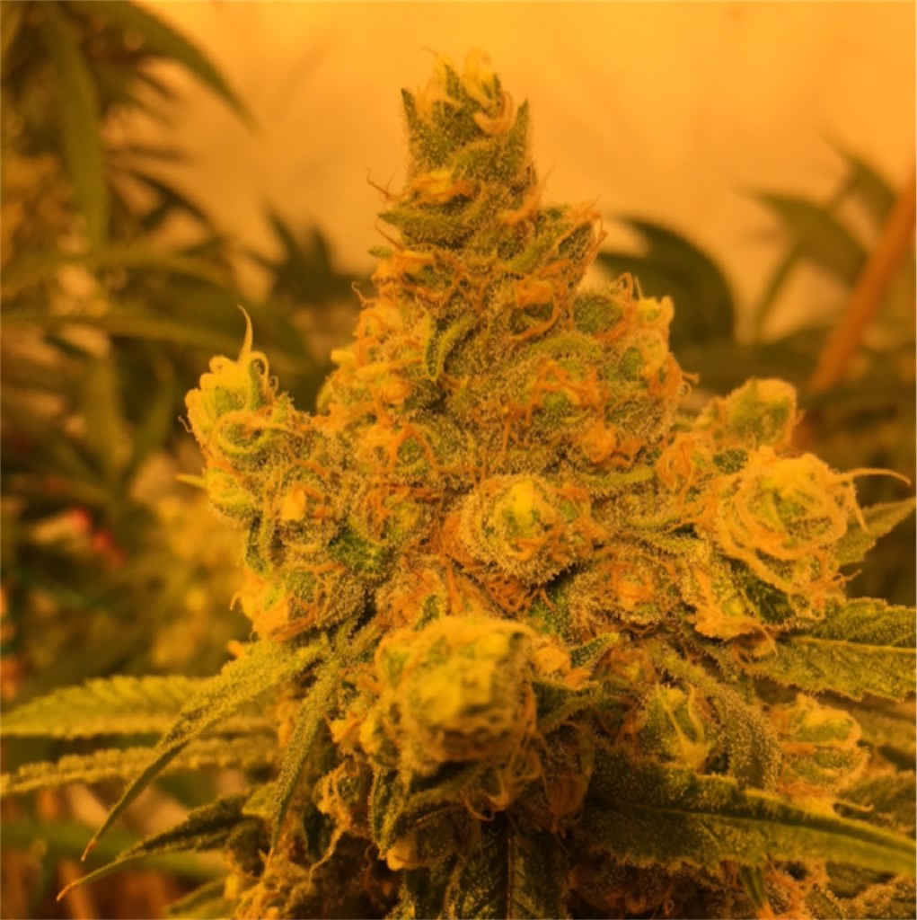 Foto de la variedad Watermelon