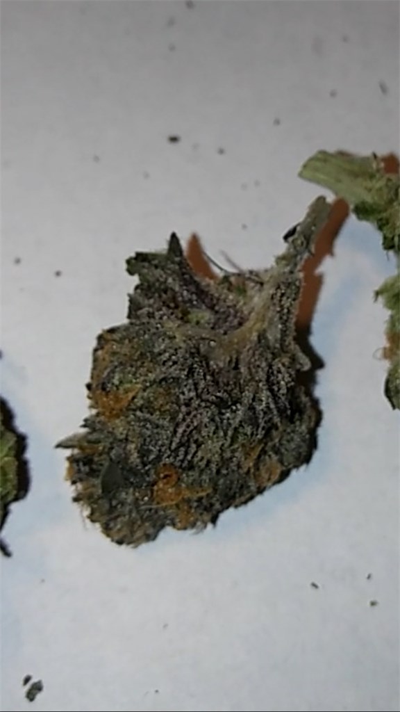 Foto de la variedad Whitaker Blues