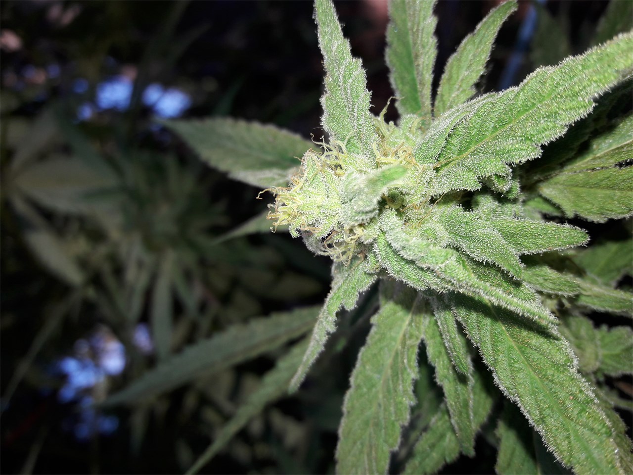 Foto de la variedad White Berry