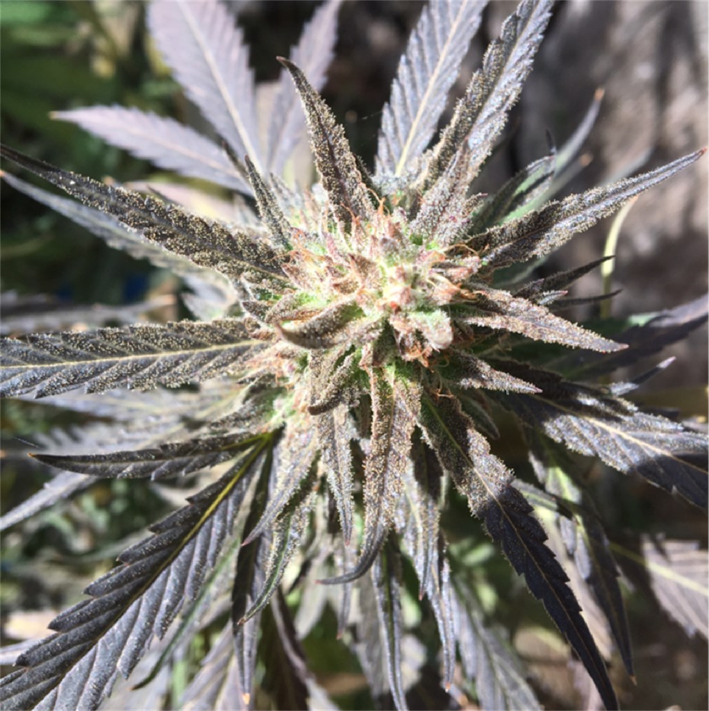 Foto de la variedad White Buffalo