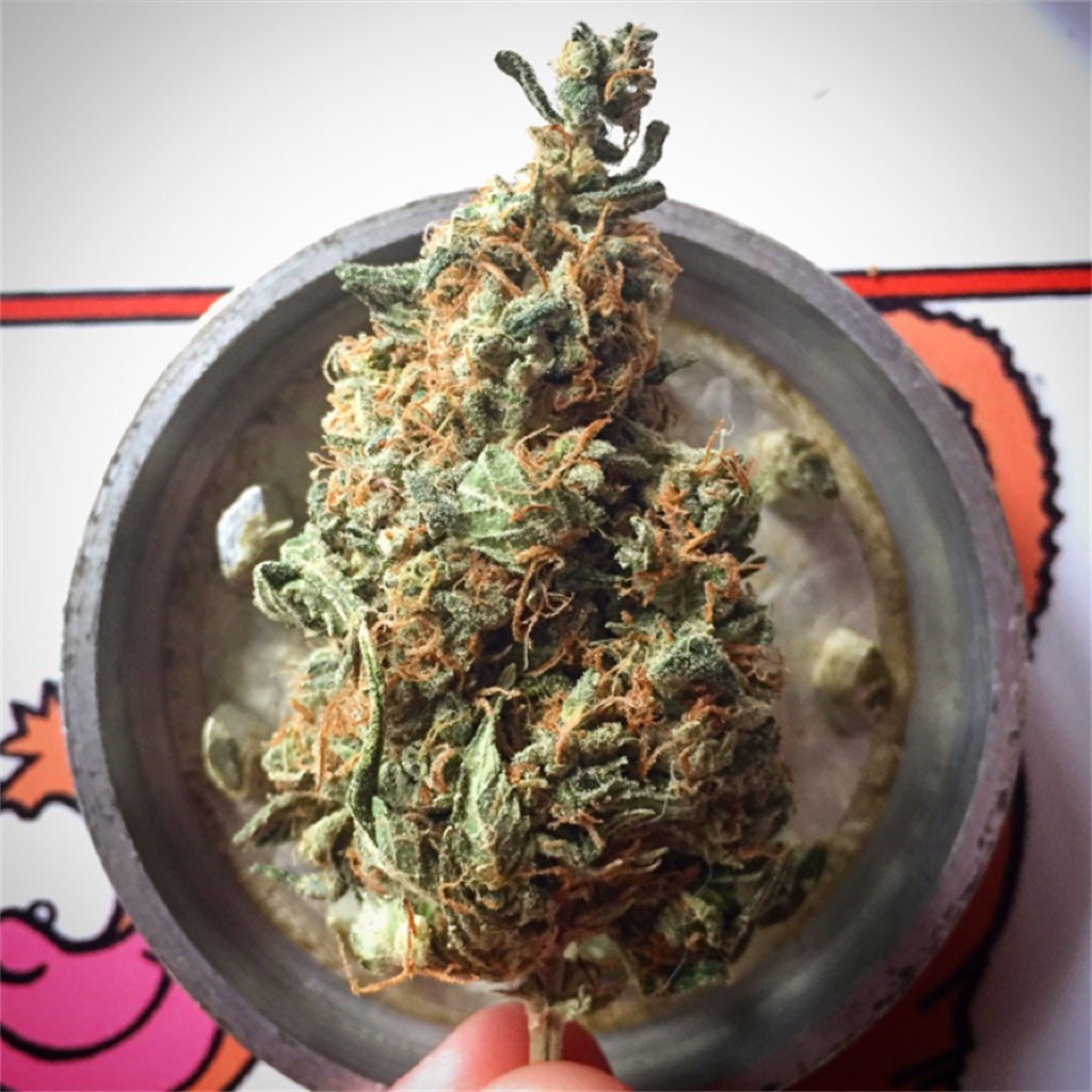 Foto de la variedad White Cookies