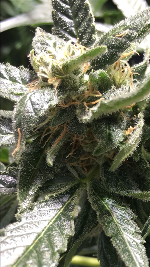 White Diesel