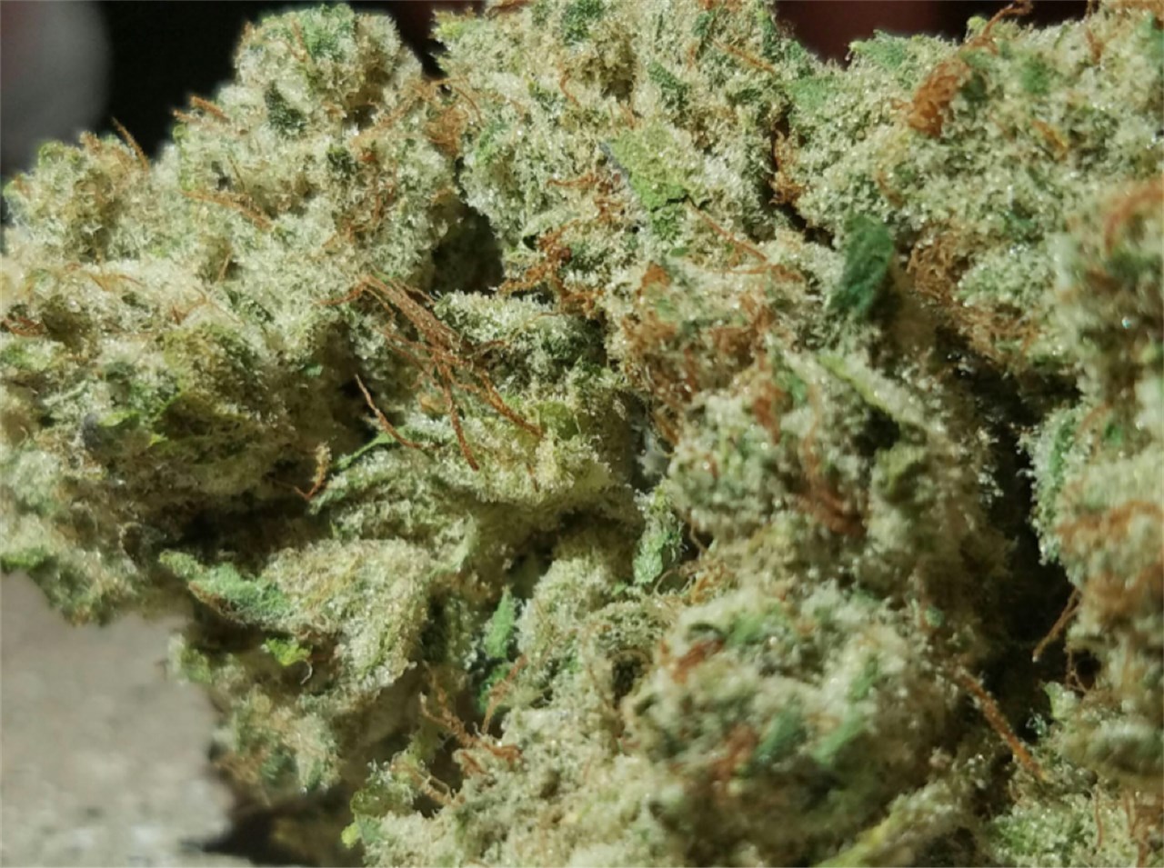 Foto de la variedad WIFI #43