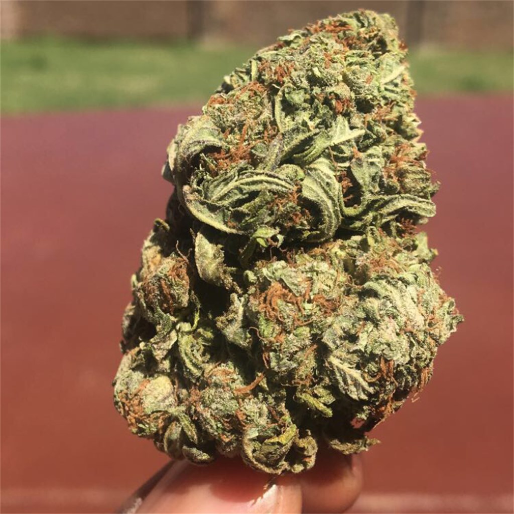 Foto de la variedad White Gorilla
