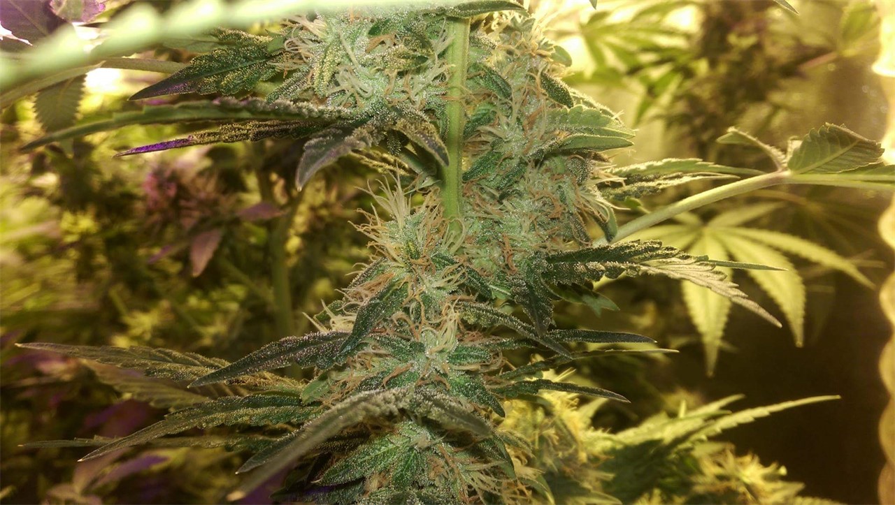 White Lavender
