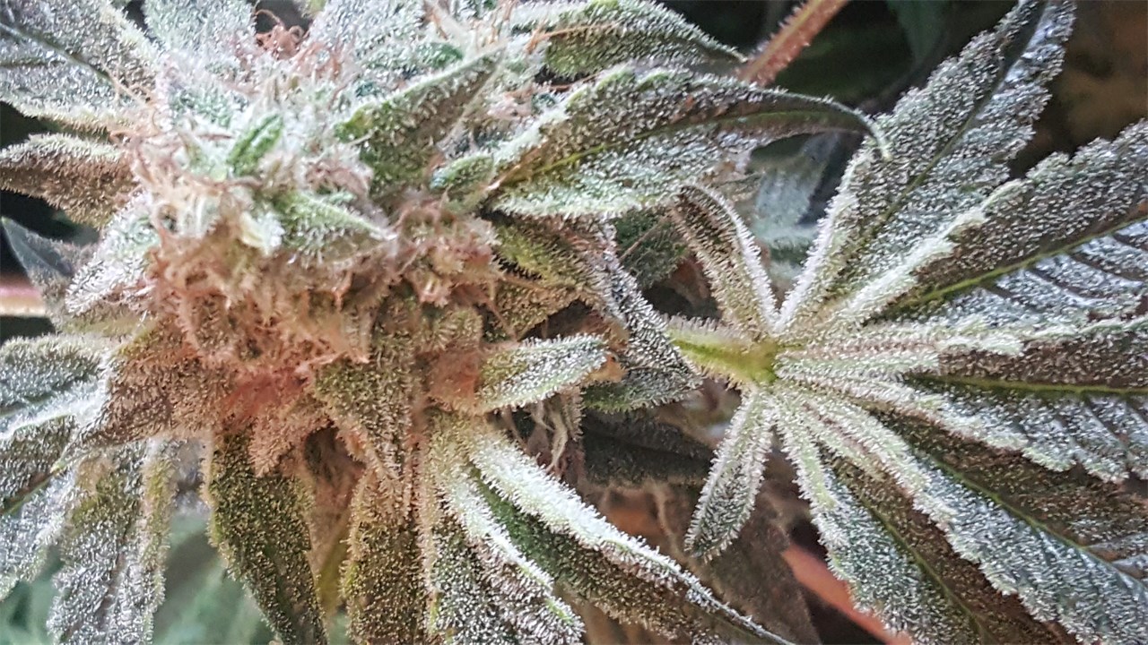 Foto de la variedad White Romulan