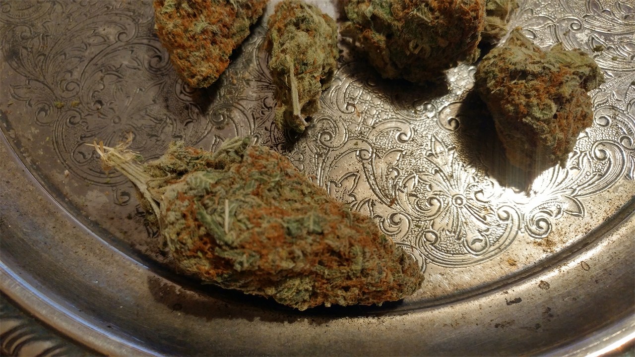 Foto de la variedad White Russian