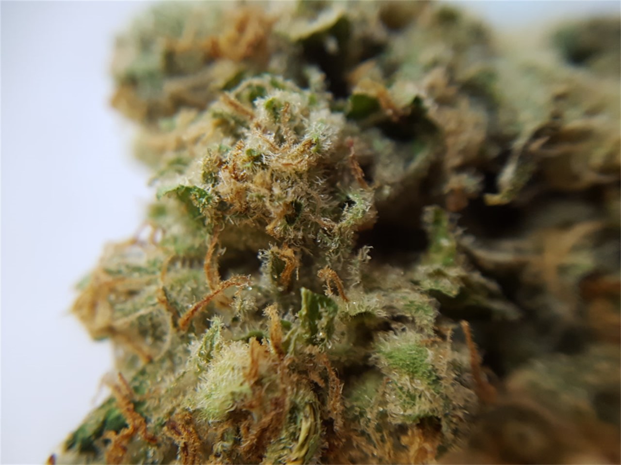 Foto de la variedad White Sangria