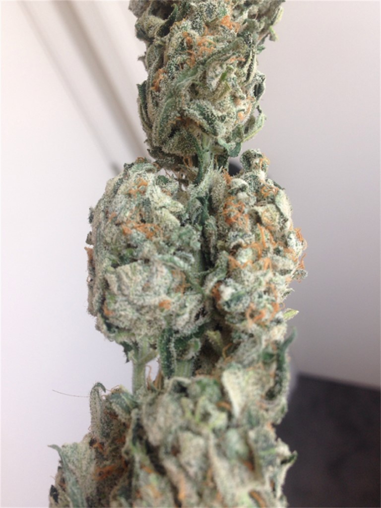 White Siberian