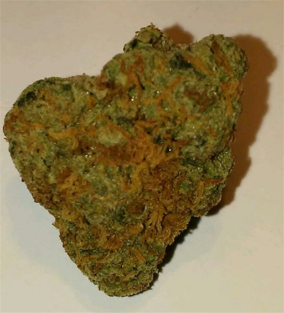 Foto de la variedad Whiteout