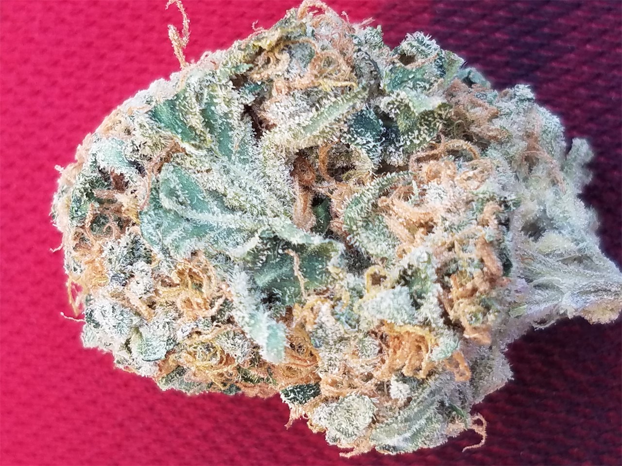 Foto de la variedad Wonder Woman