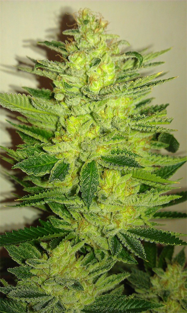 Woody Kush