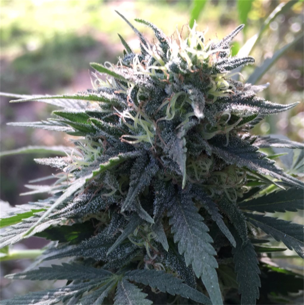 Foto de la variedad Y Griega