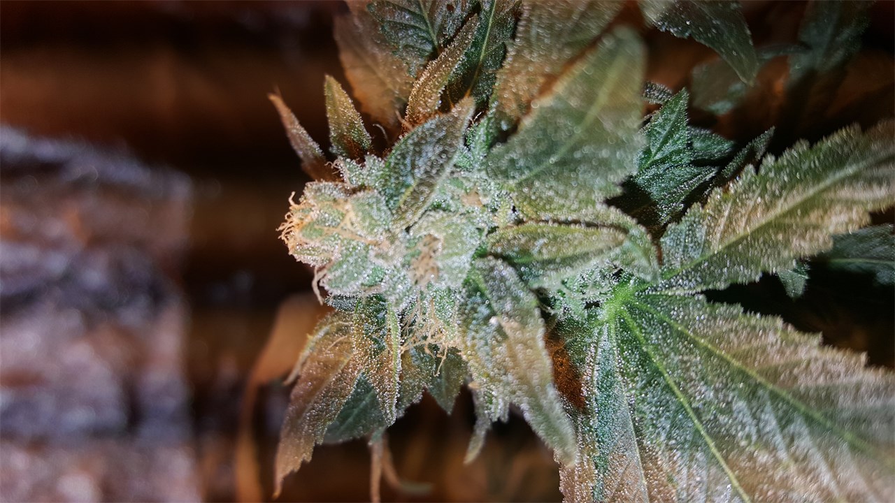Yoda OG