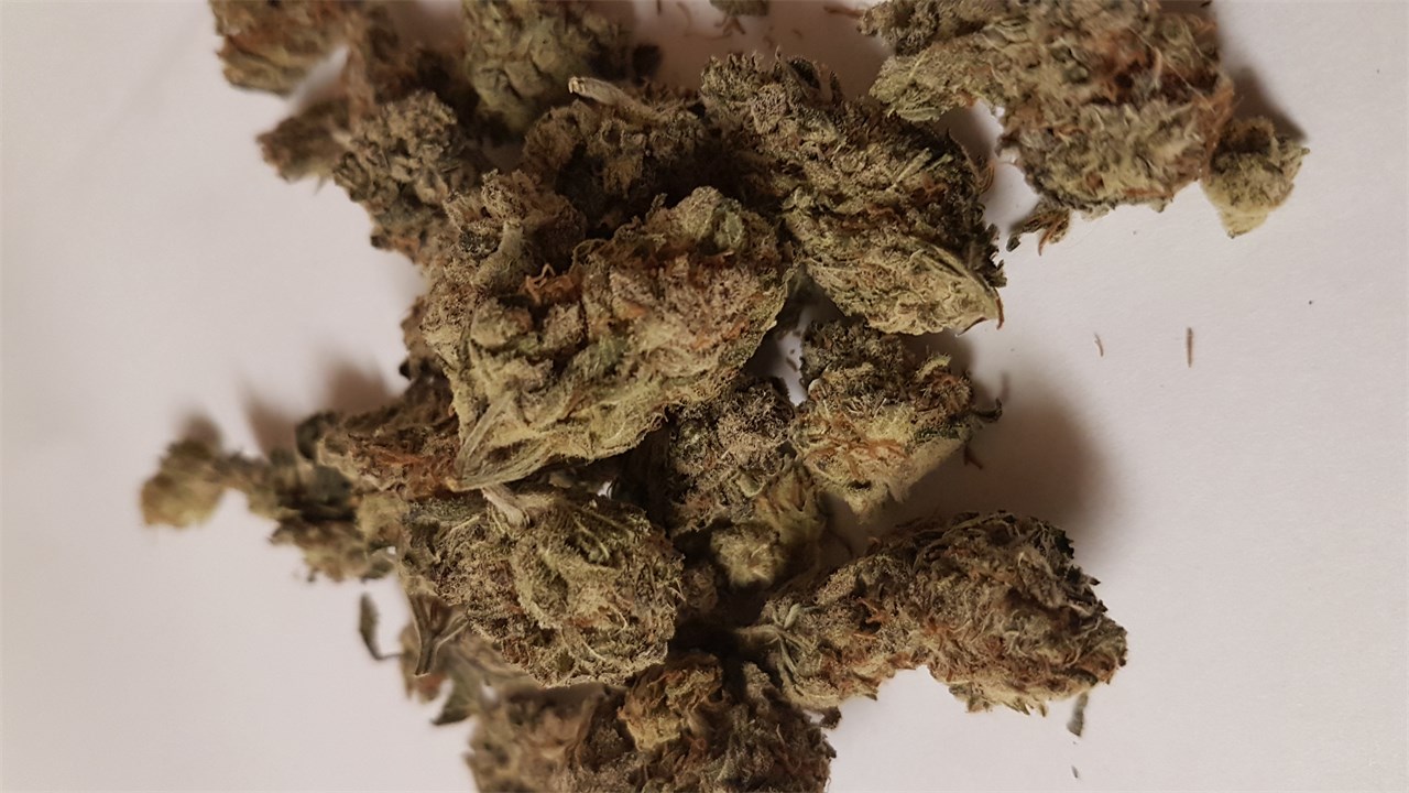 Foto de la variedad Zombie Kush